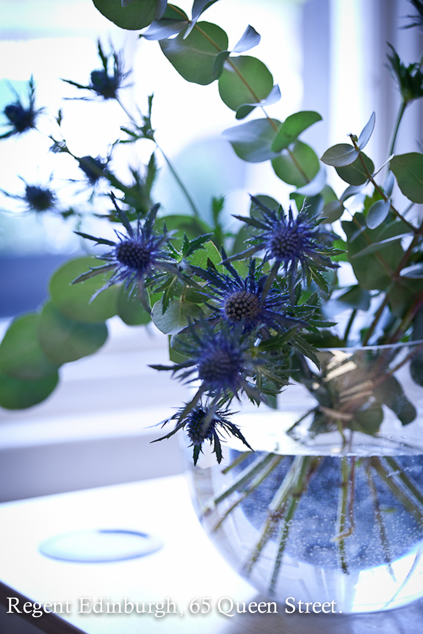 Thistles in a vase