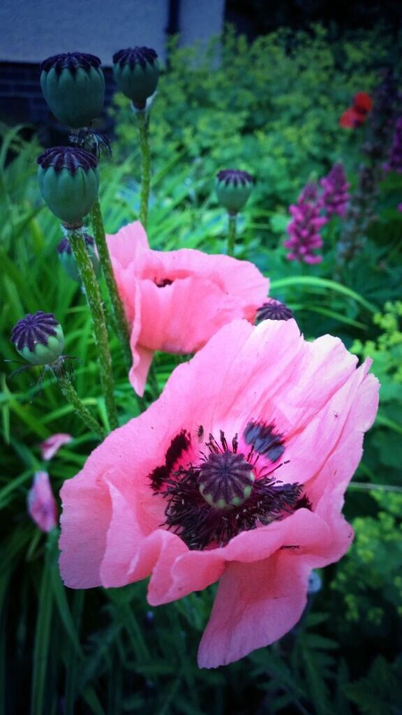 Smart phone photography training flowers