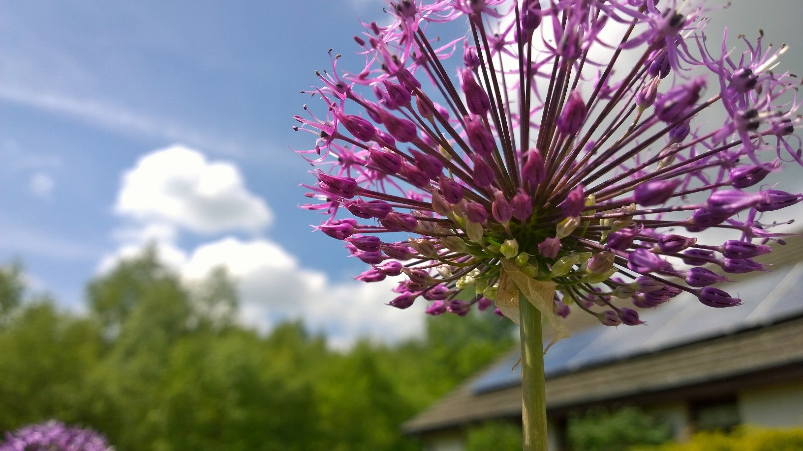 Smart phone photography training flowers