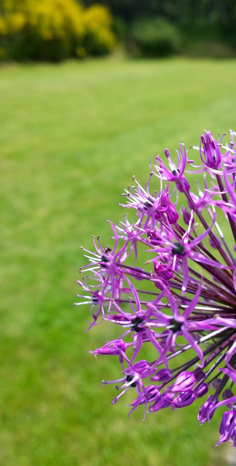 Smart phone photography training flowers