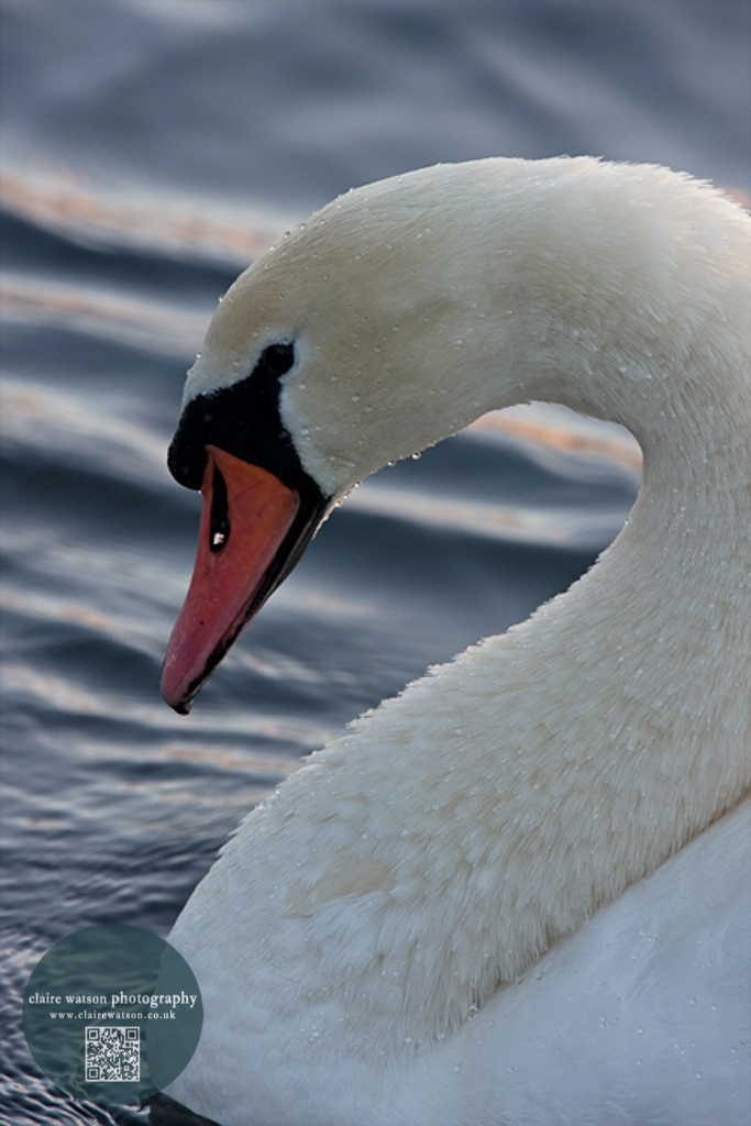 swan