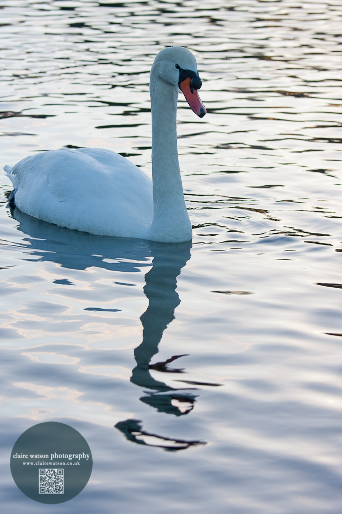 Swan reflected in water