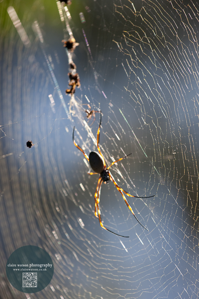 backlit spider in web