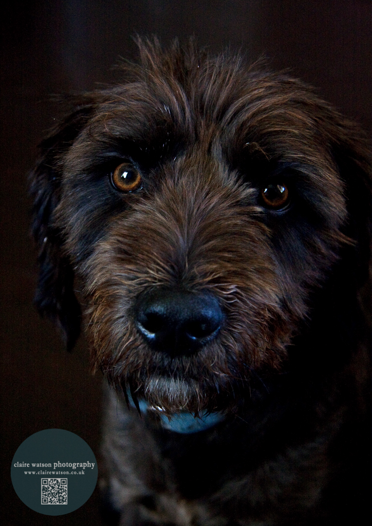 dog close dark background