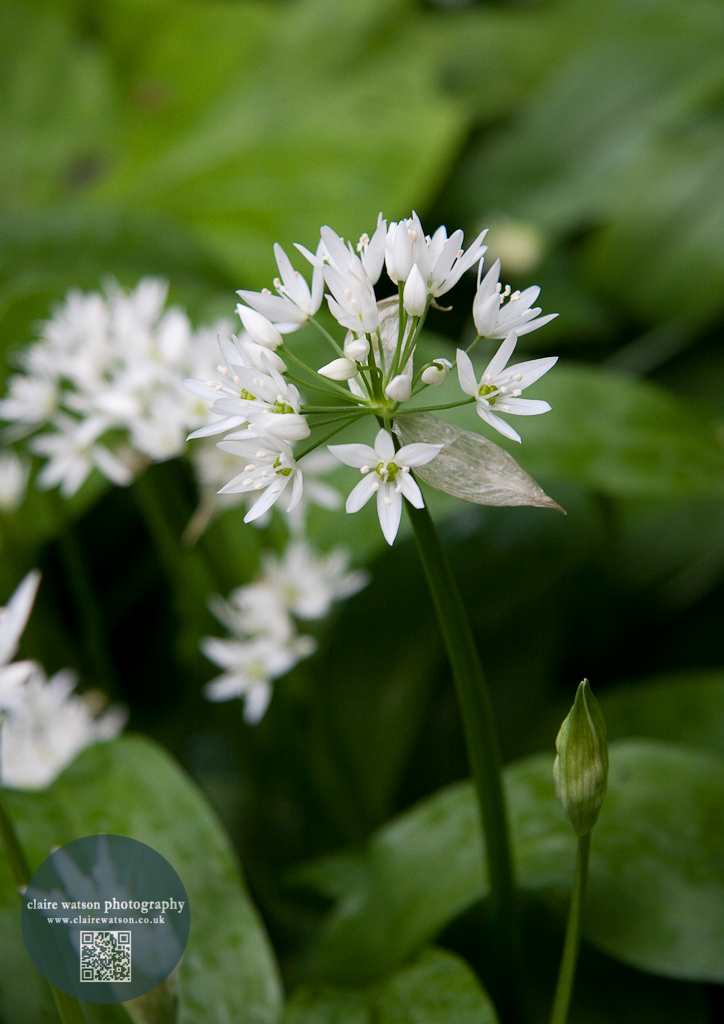 white flower green back ground
