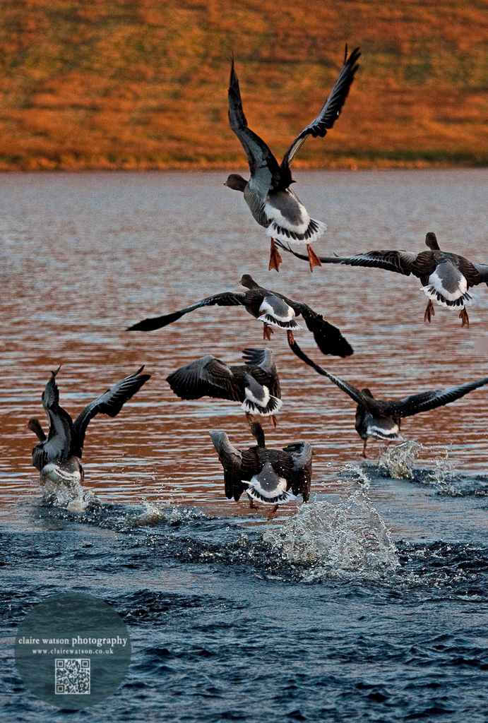 geese take-off Pentlands