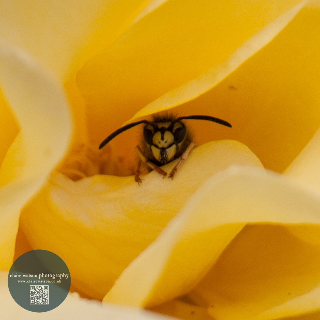wasp in yellow rose