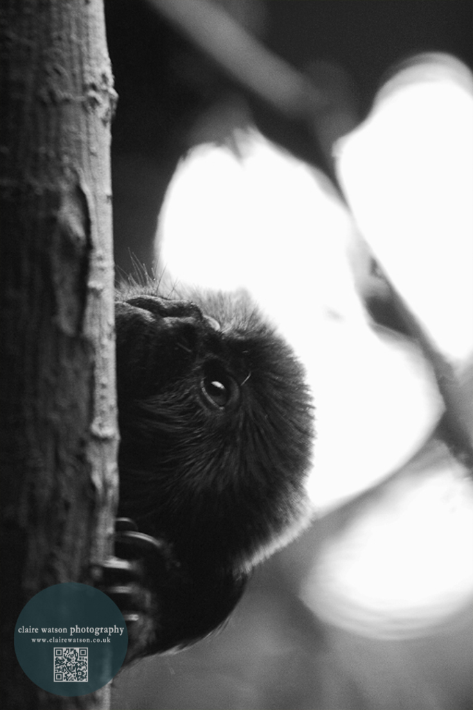 black and white monkey